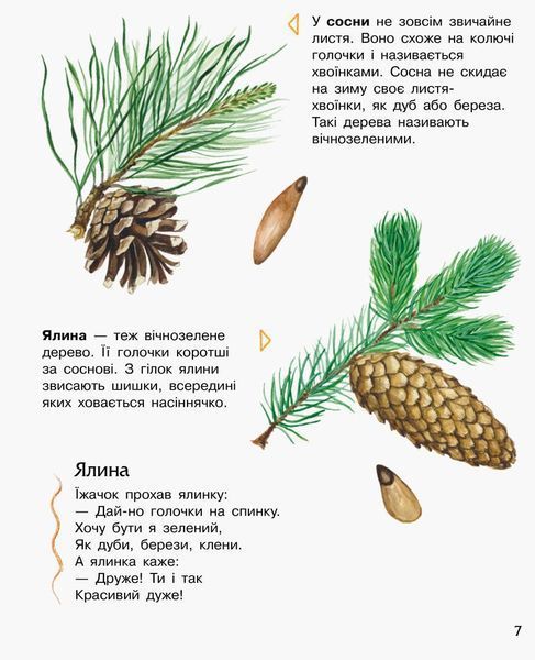 Енциклопедія дошкільника (нова) : Ліс 9786170936196 фото