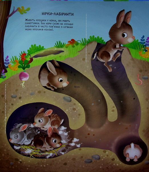Як живуть крихітні створіння 9789669823939 фото